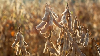 Los precios de la soja