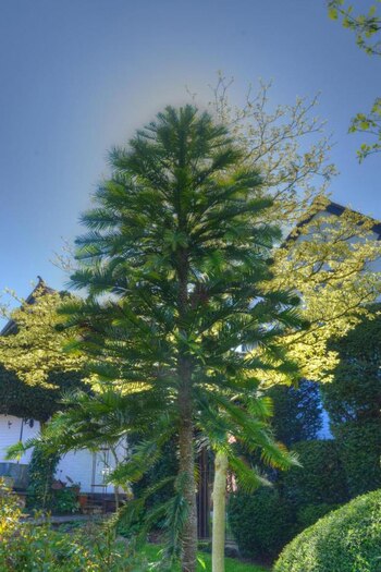 Este árbol ha comenzado a