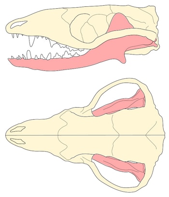 El cráneo y mandíbula de un Morganucodon oehleri. (Wikicommons/Hemiauchenia)
mamíferos, evolución, animales, mascotas, noticias de animales, noticias de mascotas, Jurásico, China, estudio, investigación