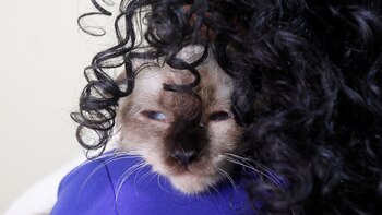 El cambio climático trajo enfermedades