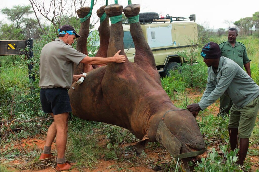 El traslado de animales suspendidos bajo helicópteros constituye una técnica de transporte segura según investigaciones científicas (Gentileza, estudio EFECTOS PULMONARES Y METABÓLICOS DE LA SUSPENSIÓN POR LAS PATAS EN COMPARACIÓN CON EL DECUMBRENAJE LATERAL EN RINOCERONTES NEGROS ( DICEROS BICORNIS ) INMOVILIZADOS Y CAPTURADOS MEDIANTE DARDOS AÉREOS, publicado en Journal of Wildlife Diseases)
