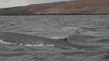 Una ballena azul, el animal