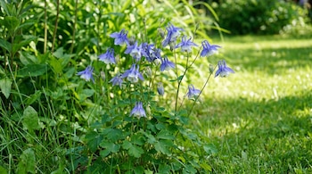 Primer plano de un grupo de flores de aguileña de color azul y blanco, con hojas verdes, en un jardín soleado rodeado de césped.
