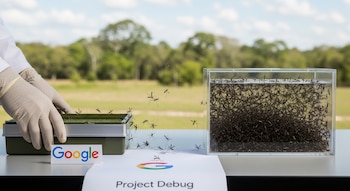 Manos enguantadas junto a una caja transparente con mosquitos Aedes aegypti. Cerca, el logo de Google y una hoja con 'Project Debug' sobre una mesa de laboratorio al aire libre.
