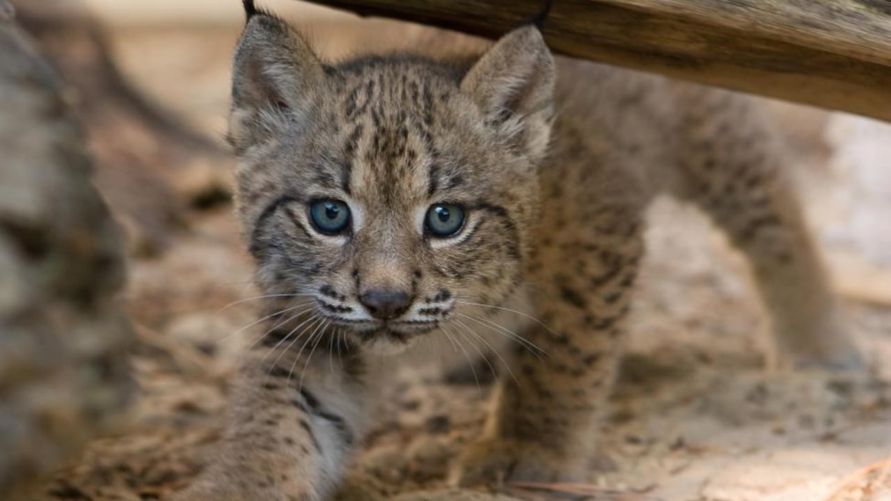 Imagen de archivo de una cría de lince ibérico. (Lynx ex Situ/Wikimedia Commons)