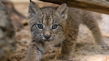 Nace la primera camada de lince ibérico en el Parque Nacional de Cabañeros desde su declaración en 1995