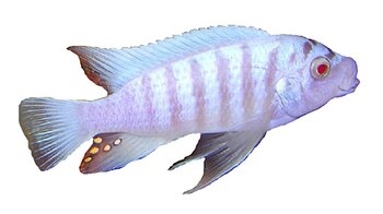 Imagen JTP4T4D4KZG4RP5UL2HWRQPKVQ