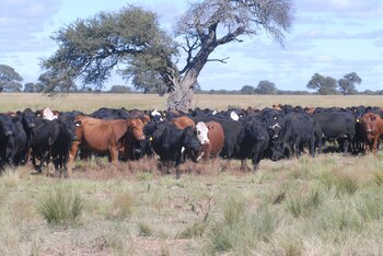 Pese al freno generalizado en