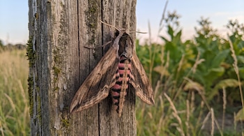 Una polilla grande con alas marrones y abdomen rosado con franjas negras se posa en un poste de madera vertical y texturizado. Hay vegetación verde y un cielo claro de fondo.