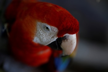 Más de 6.000 registros de decomisos de loros en México muestran un deterioro constante en la conservación de estas aves desde 1993 (REUTERS/Adriano Machado)