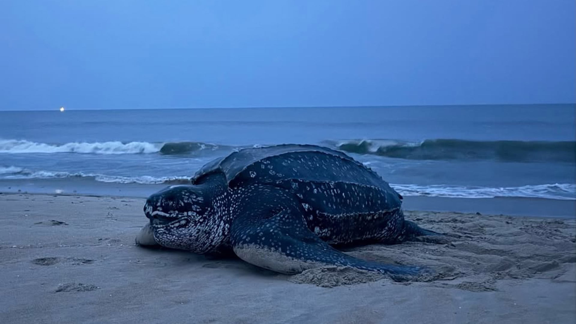 La especie de tortuga marina más grande del mundo anida en un estado de EE. UU. por primera vez en la historia registrada