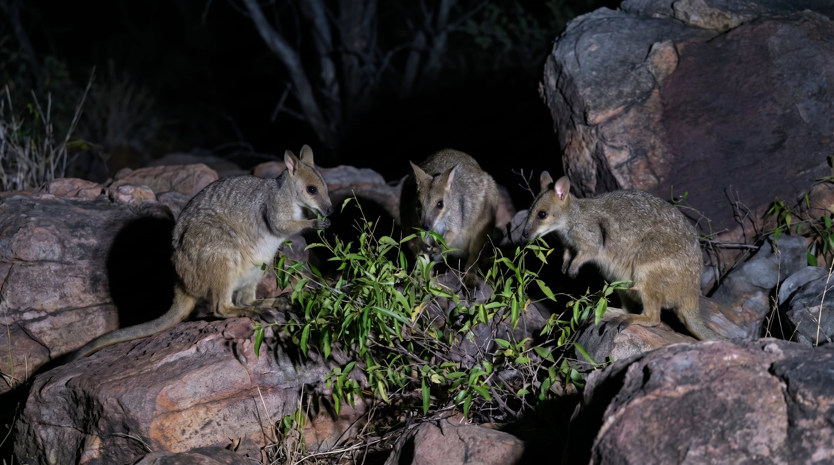 Los registros obtenidos mediante cámaras trampa y análisis genéticos confirmaron la presencia del nabarlek en dos zonas de Kimberley sin antecedentes científicos recientes (Imagen Ilustrativa Infobae)