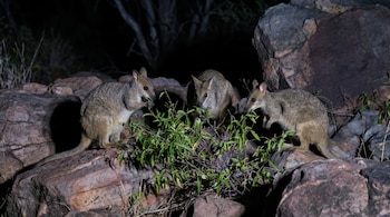 Tres pequeños marsupiales de pelaje marrón comen hojas de un arbusto verde rodeado de grandes rocas oscuras.
