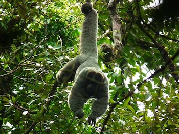 Mono Churuco, Arauca.
Foto: Instituto Alexander