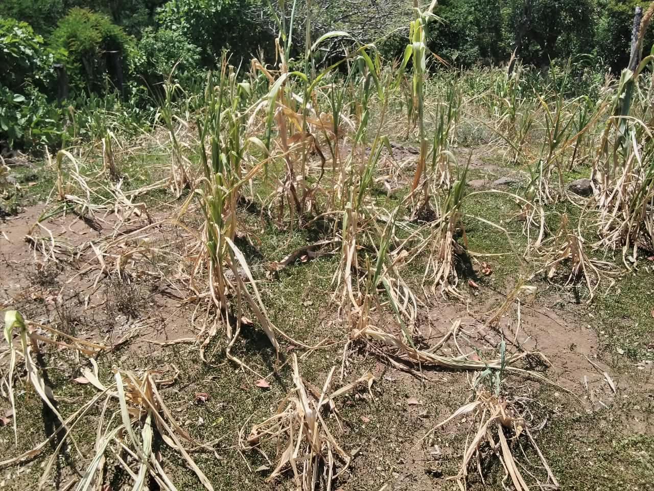 El fenómeno de El Niño explica las lluvias escasas, el calor extremo y la sequía en El Salvador. (Foto cortesía)