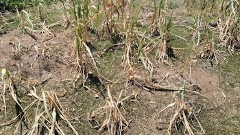 ¿Dónde está La Niña? El fenómeno climático ausente en el territorio salvadoreño