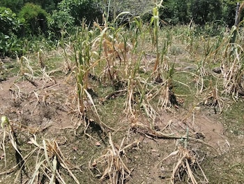 El fenómeno de El Niño explica las lluvias escasas, el calor extremo y la sequía en El Salvador. (Foto cortesía)