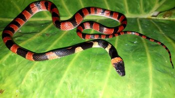 Niño mordido por una serpiente