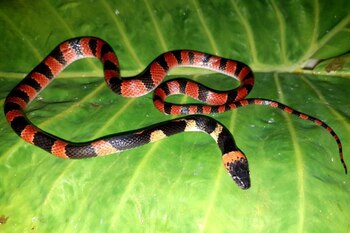 Asimismo, las serpientes han tenido