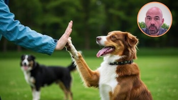 Alfredo Molina, veterinario: “Si decides tener perro, tienes que saber que tu vida será más caótica y mucho menos tranquila”
