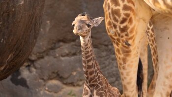 Nació un bebé jirafa en