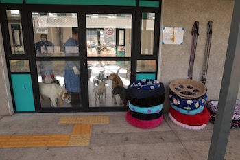 El operativo incluye vacunación, paseos