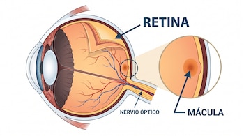 Ilustración de un corte transversal del ojo humano con texto que señala la retina, el nervio óptico y la mácula.