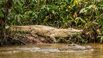 Gobierno anunció plan de recuperación y liberación del caimán llanero, especie en peligro crítico de extinción