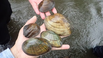 Tras 20 años de búsqueda, encontraron 5 nuevas especies de mejillones en los ríos de Estados Unidos