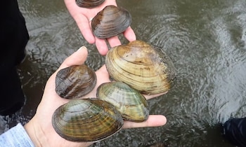 Dos manos sostienen seis conchas de moluscos bivalvos de distintos tamaños sobre un fondo de agua turbia
