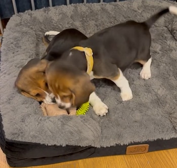 Dos cachorros beagle tricolores sobre una cama para perros de color gris oscuro, uno con collar amarillo muerde un juguete verde