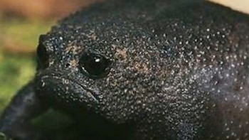 Ante amenazas, la Breviceps fuscus