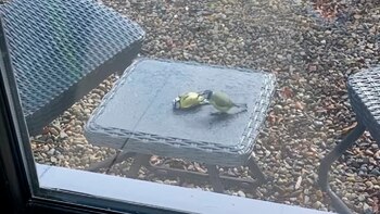 Un herrerillo común fue reanimado