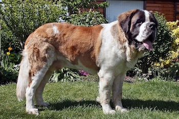 El perro San Bernardo se