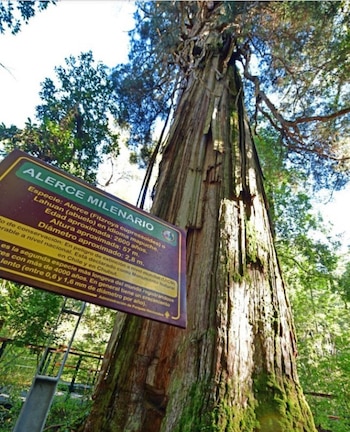 El Alerce Abuelo fue documentado