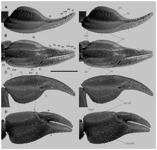 El hallazgo en Roraima expone vacíos en el conocimiento científico sobre la diversidad y la distribución de la fauna amazónica (Gentileza, estudio: Dos nuevas especies de escorpiones (Scorpiones: Chactidae) del extremo norte de la Amazonia brasileña, publicado en Diversity)