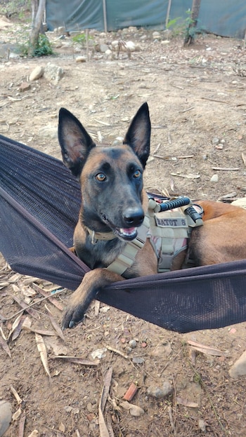 Hela 5, pastor belga del Ejército, recorrió 28 kilómetros y regresó a su base militar tras siete días extraviada en el Catatumbo - crédito @Ejercito_Davaa/ X
