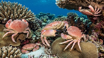 Cinco cangrejos rosados con caparazón moteado se ubican sobre y debajo de varias formaciones de coral en el fondo marino.
