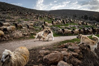 Un grupo de perros pastores