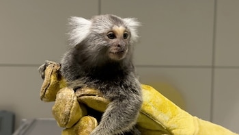 Un tití común de pelaje gris y blanco es sostenido por una mano con un guante amarillo. El mono mira hacia la derecha en un entorno de laboratorio
