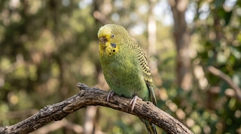 Un perico verde y amarillo posado sobre una rama seca con vegetación desenfocada en el fondo.