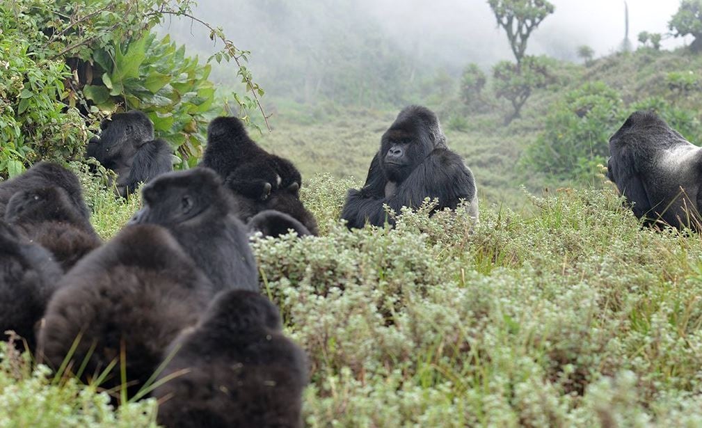 Fossey se dedicó a conocer y preservar los gorilas de la montaña en Ruanda. THE DIAN FOSSEY GORILLA FUND INTERNATIONAL