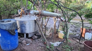 Fuerzas federales aseguran y destruyen