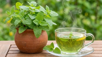 Maceta de terracota con planta de toronjil; taza de vidrio con té caliente, rodaja de limón y hojas de toronjil sobre plato de vidrio en mesa de madera.
