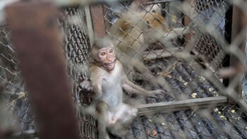 Problemas en el paraíso: el