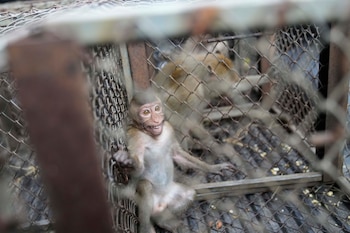 Aunque son el principal atractivo