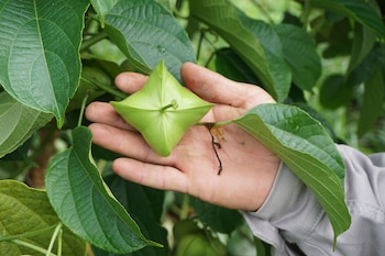 Mano de una persona que sostiene un fruto verde en forma de estrella junto a hojas y tallos
