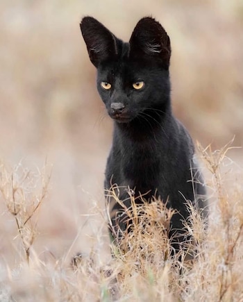 Close-up de um gato preto com orelhas grandes e olhos amarelos, entre grama seca colorida com fundo desfocado