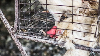 El 87% de las gallinas