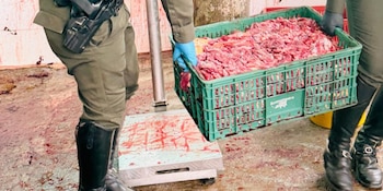 Las autoridades de Silvania, en una operación coordinada, lograron impedir la distribución de carne de origen equino sacrificada en condiciones ilegales, evitando así un riesgo sanitario para consumidores de la región - crédito Gobernación de Cundinamarca